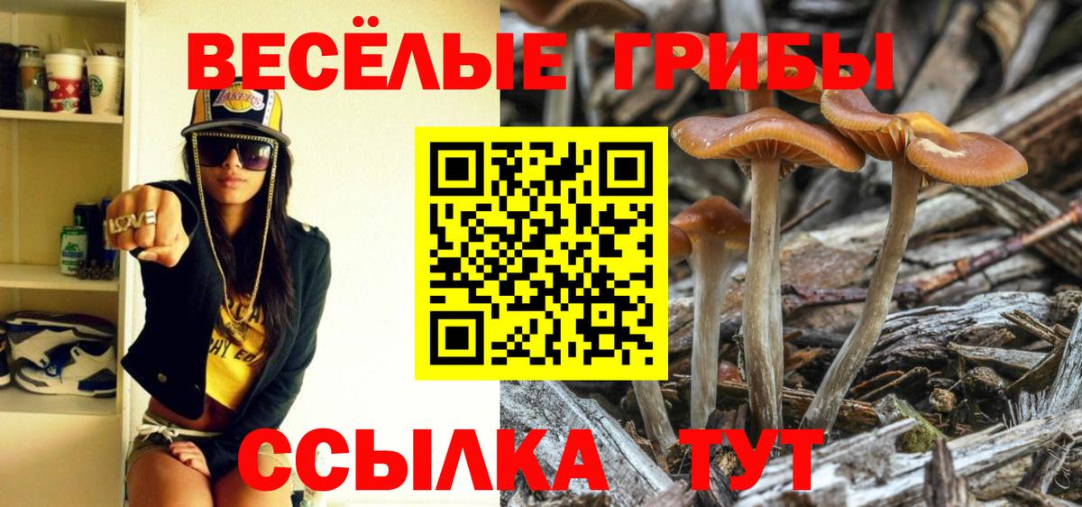 где купить наркоту  Псилоцибиновые грибы мицелий  Псилоцибиновые грибы Psilocybine cubensis  Вход с VPN  Москва 
